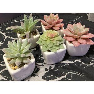 New 5pcs Artificial Succulent Plants in White Ceramic Pots, Fake Small Fake